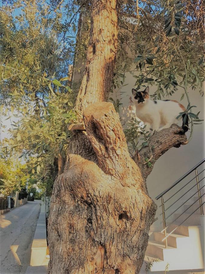 Spitaki Apartments Potos Dış mekan fotoğraf